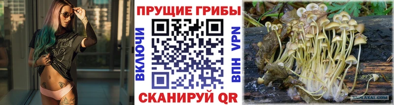 что такое   Нязепетровск  Псилоцибиновые грибы Psilocybine cubensis 